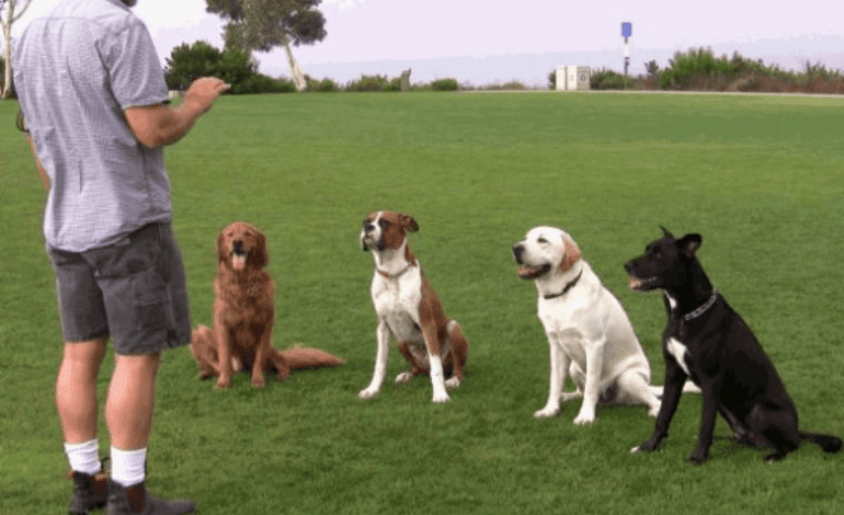 Service Provider of Dogs Training in New Delhi, Delhi, India.